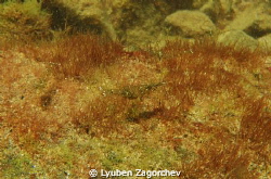 Shrimp infested waters. by Lyuben Zagorchev 